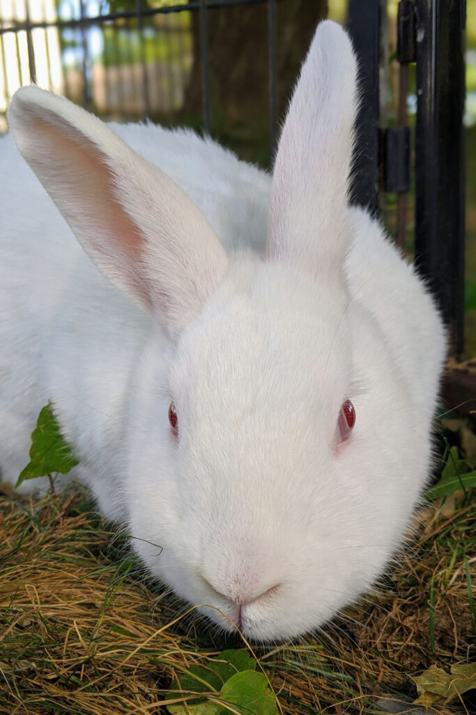 Meet and Sponsor Our Rabbits – Peace Ridge Sanctuary