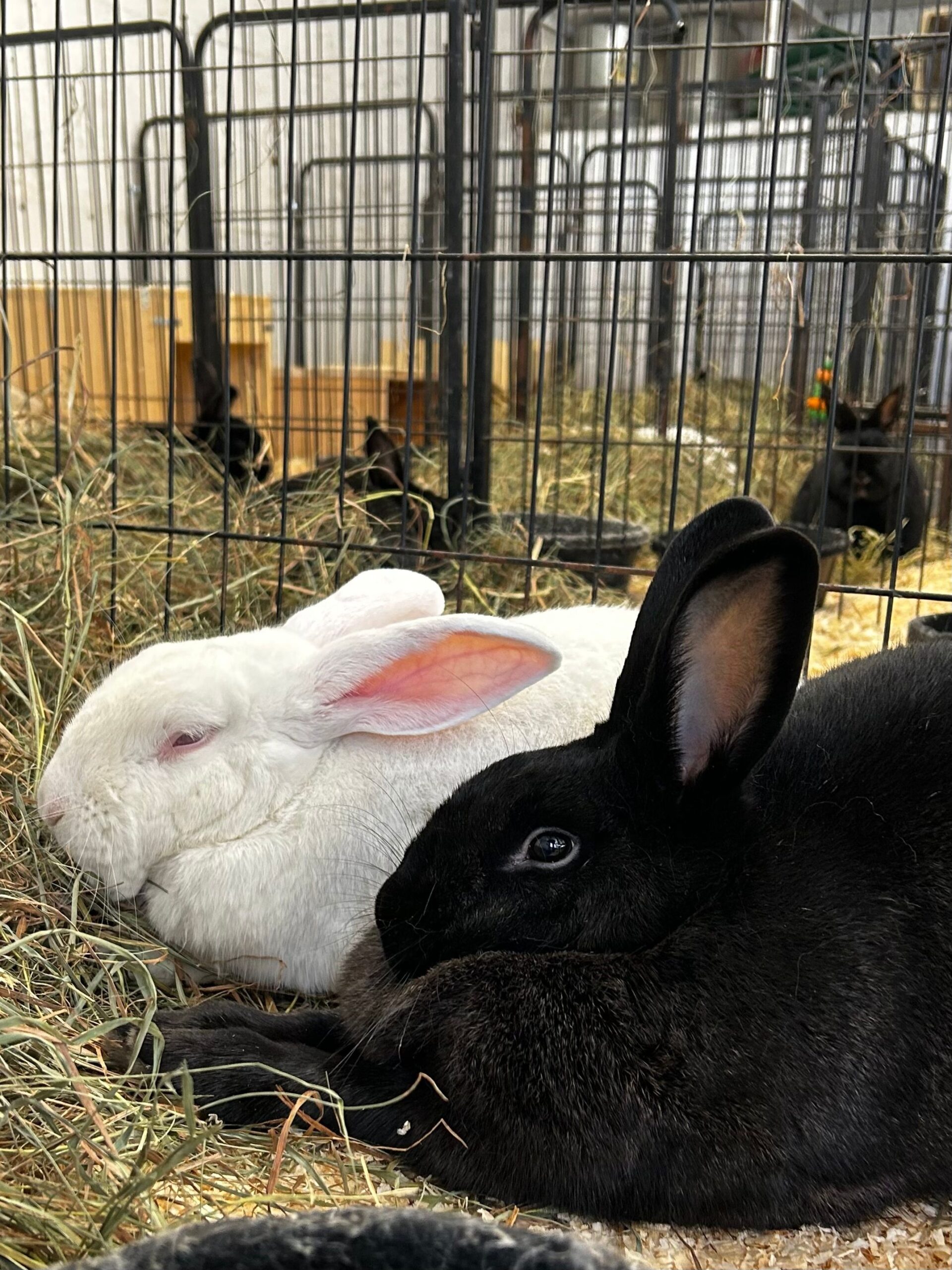 Rabbits Available for Adoption – Peace Ridge Sanctuary