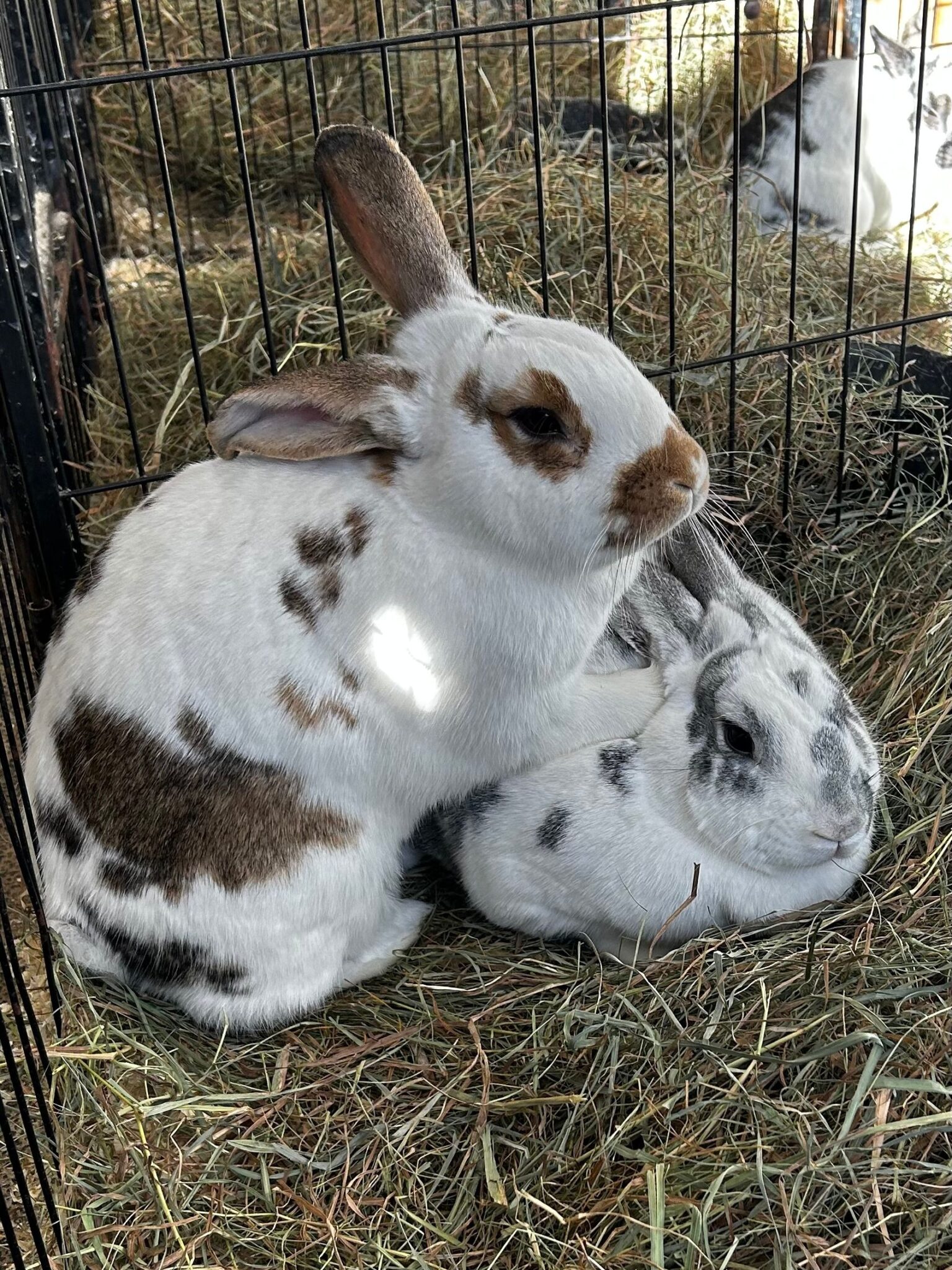 Rabbits Available for Adoption – Peace Ridge Sanctuary