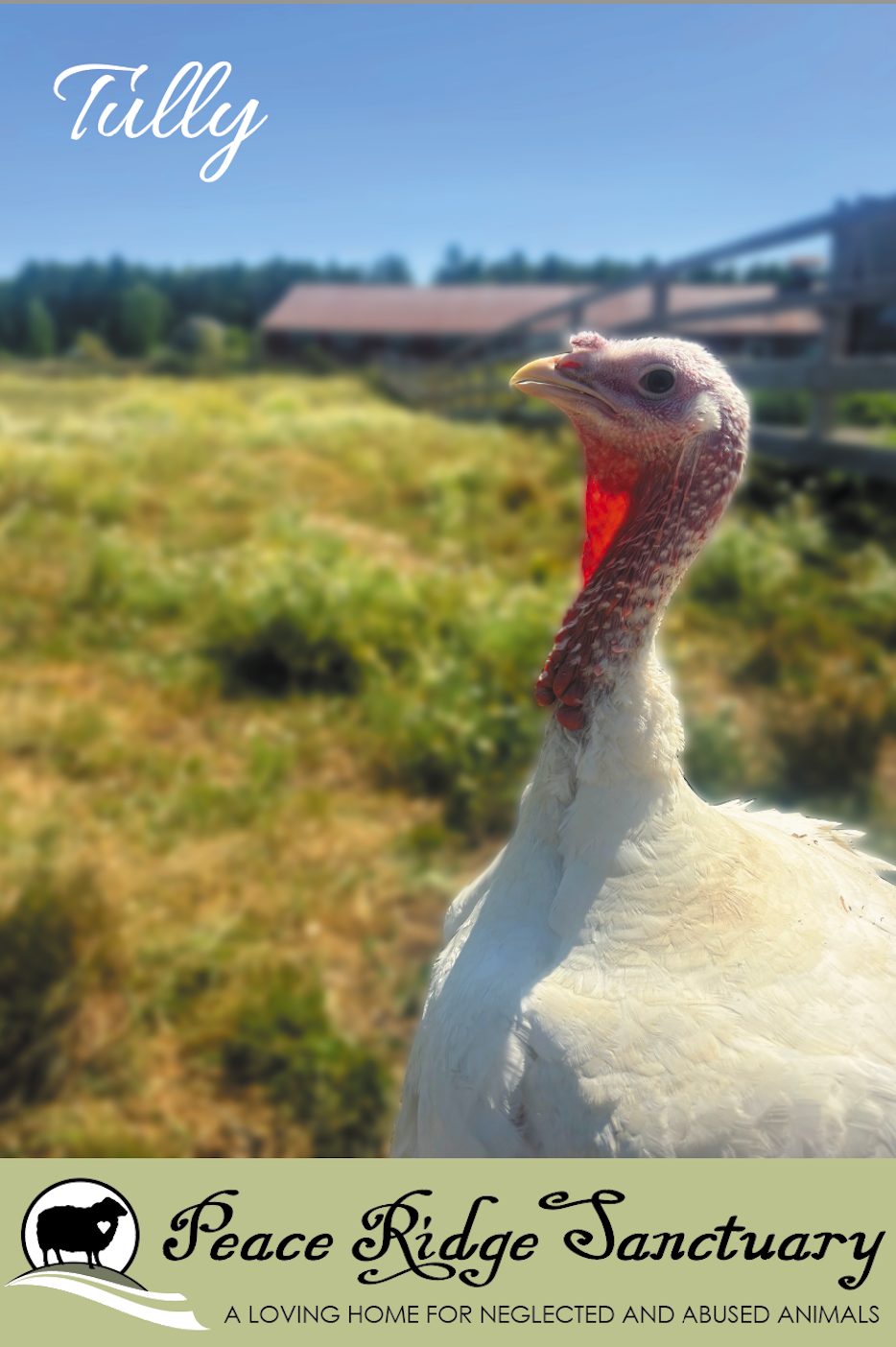 2025 Turkey Sponsor - Image 2